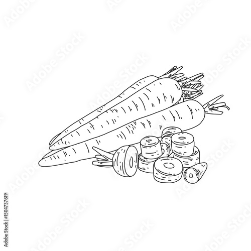 Hand-Drawn Carrot Vector Illustration – Whole and Sliced Carrots in Line Art Style