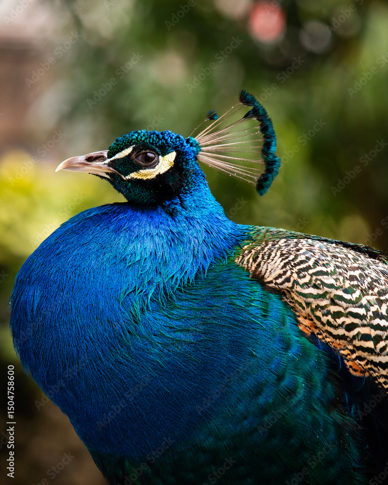 Fototapeta premium peacock with feathers