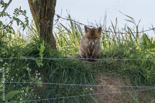 A young red fox (Vulpes vulpes), sitting under a tree, behind a wire fence, watching something below. Europe