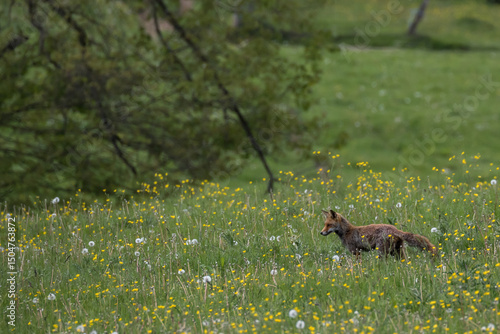 An adult red fox (Vulpes vulpes) walking through a meadow full of spring flowers. Europe