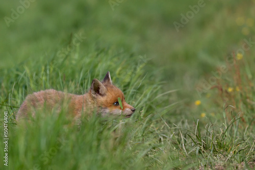 Red fox cub (Vulpes vulpes) in the tall green grass, observing something with curiosity. Europe