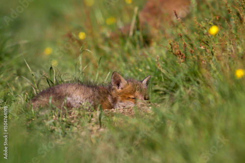 Little red fox sleeping peacefully among the grasses and meadow flowers, near its burrow. Europe
