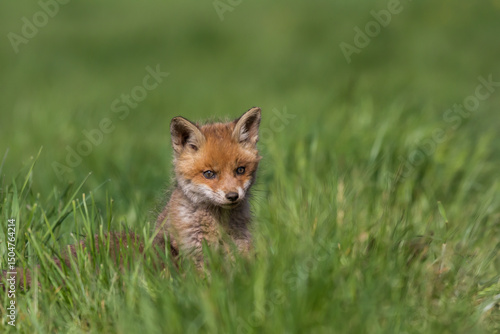 Red fox cub (Vulpes vulpes) sitting in the grass. Front view. Europe