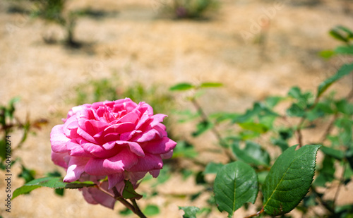 Wallpaper Mural ピンク色のバラの花 Torontodigital.ca