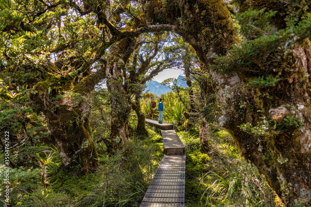 Walking through the forest at the start of The Key Summit walk, part of the Routeburn Track in New Zealand's Fiordland National Park, has an elevation of 918 meters Walking through the forest at the start of The Key Summit walk, part of the Routeburn Track in New Zealand's Fiordland National Park, has an elevation of 918 meters