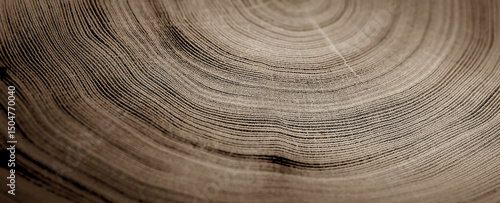 Fotografie Close up tree rings end grain tree stump