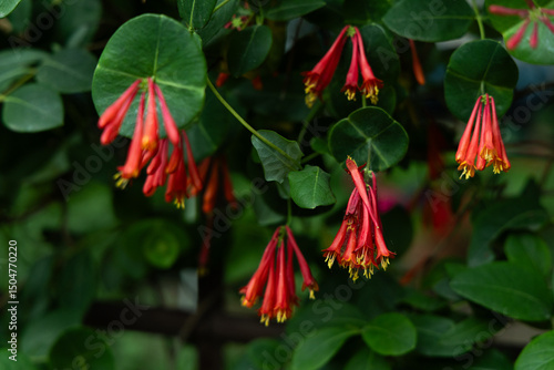 Vibrant Red Honeysuckle Flowers in Bloom photo