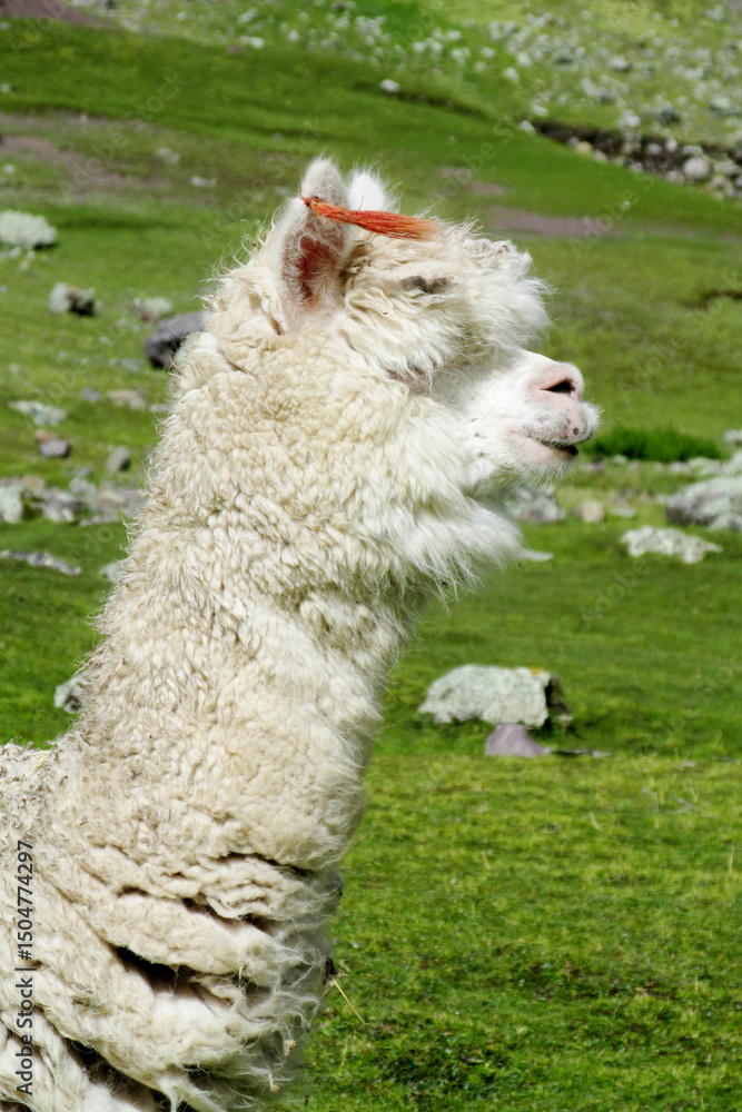 Obraz premium Fluffy furry llamas and alpacas in the wild nature on the green grass in high altitude mountain meadow. Llama and alpaca herds in the Andes mountain pasture in South America. Domestic animals in Peru