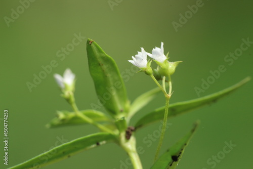 Scleromitrion diffusum flowers with bokeh background