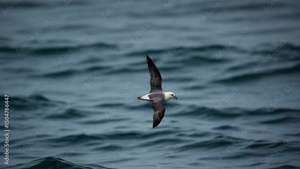 A seabird soaring over dark blue waters A seabird soaring over dark blue waters