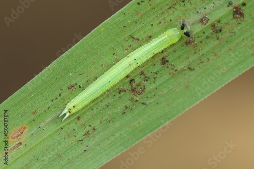 melanitis leda caterpillar on the leaves