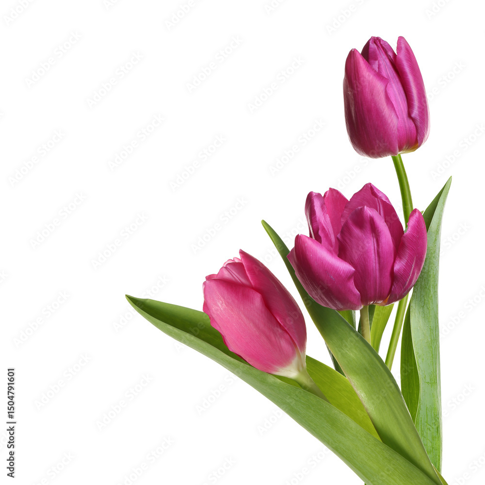 Beautiful colorful tulips isolated on white. Spring flowers Beautiful colorful tulips isolated on white. Spring flowers