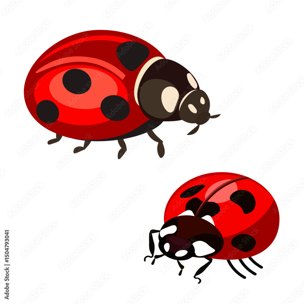 Obraz premium insect ladybug red with black spots vector