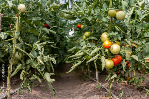 Wilted tomato bushes in a greenhouse during a summer drought. The new tomatoes on the bush in the greenhouse with warm tone. Concept of the drought. Climate change