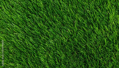 Wallpaper Mural Dense green grass field with rich texture and glowing color under soft daylight Torontodigital.ca