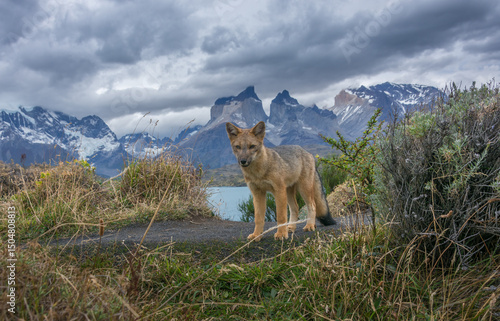 Chilean grey fox looking at the camera
