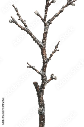 Isolated apple branch on white symbolizes dormancy and the start of spring