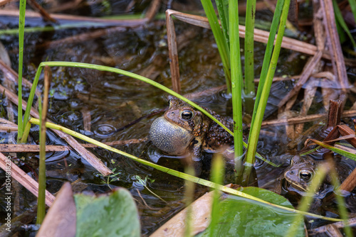 American toad croaking while partialy submerged in water