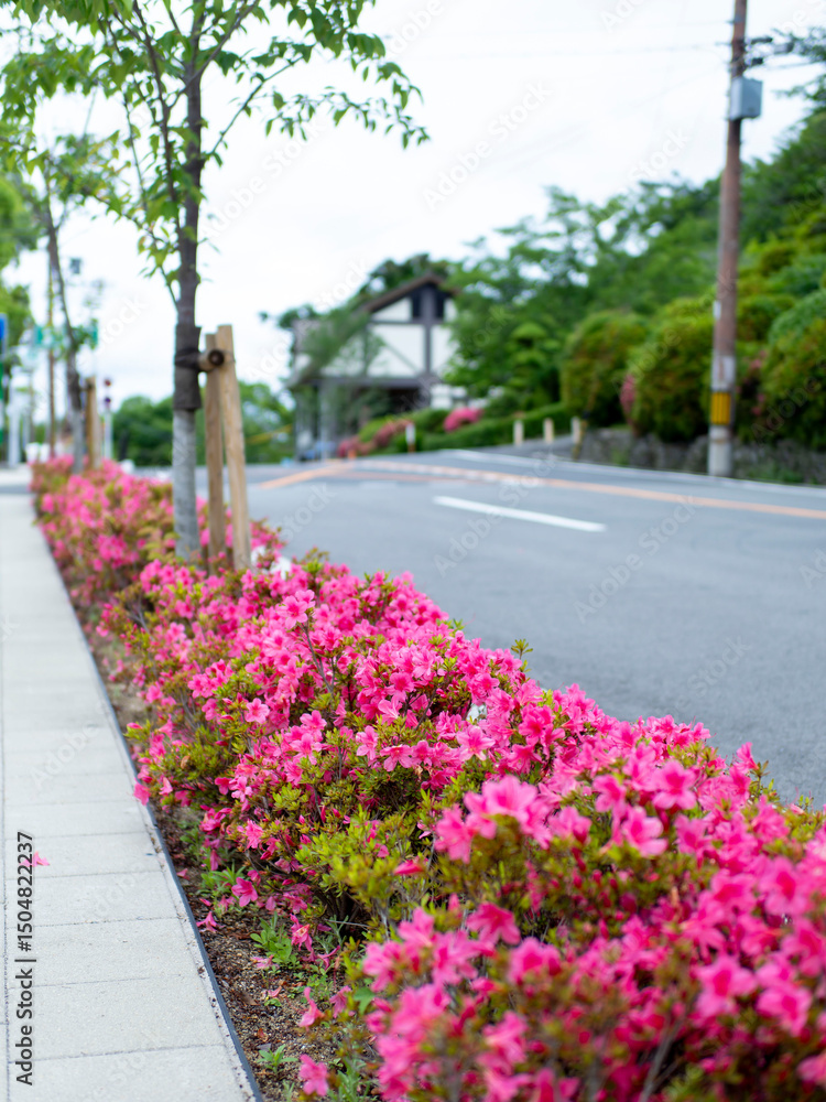 Obraz premium 道沿いに咲くツツジ