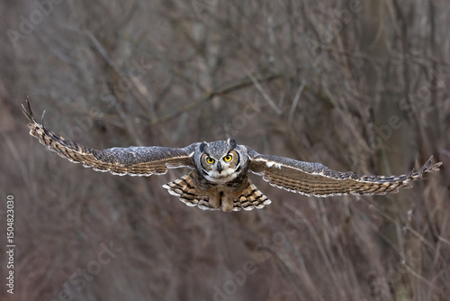 great horned owl flying head on