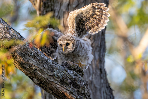 Εκτύπωση καμβά newly fledged baby barred owl