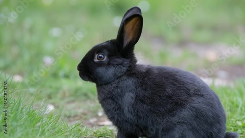 Cute Black Rabbit Sitting on Green Grass in Daylight