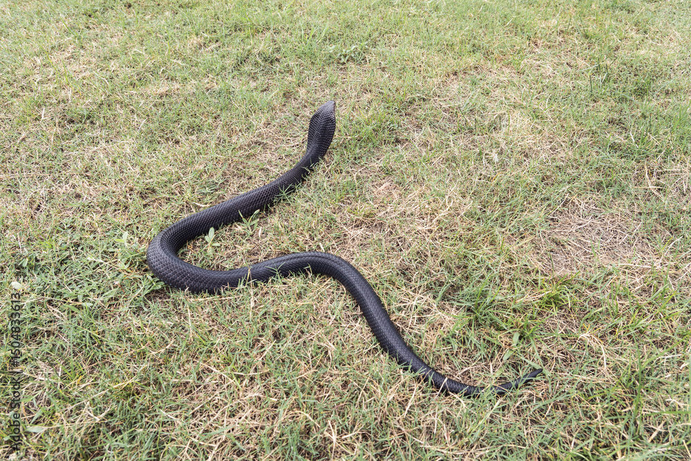 Fototapeta premium Venomous snake dangerous neurotoxin. Back of Black Brown Banded Cobra - Naja fuxi on the green grass.
