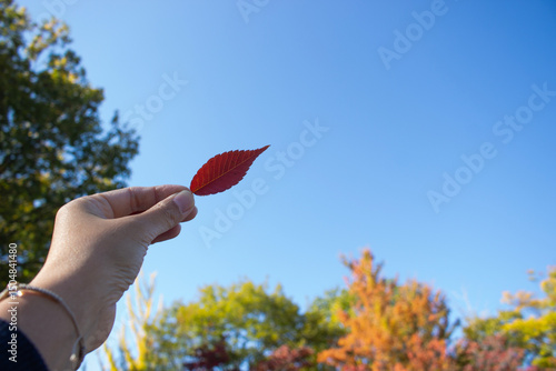 欅の紅葉葉