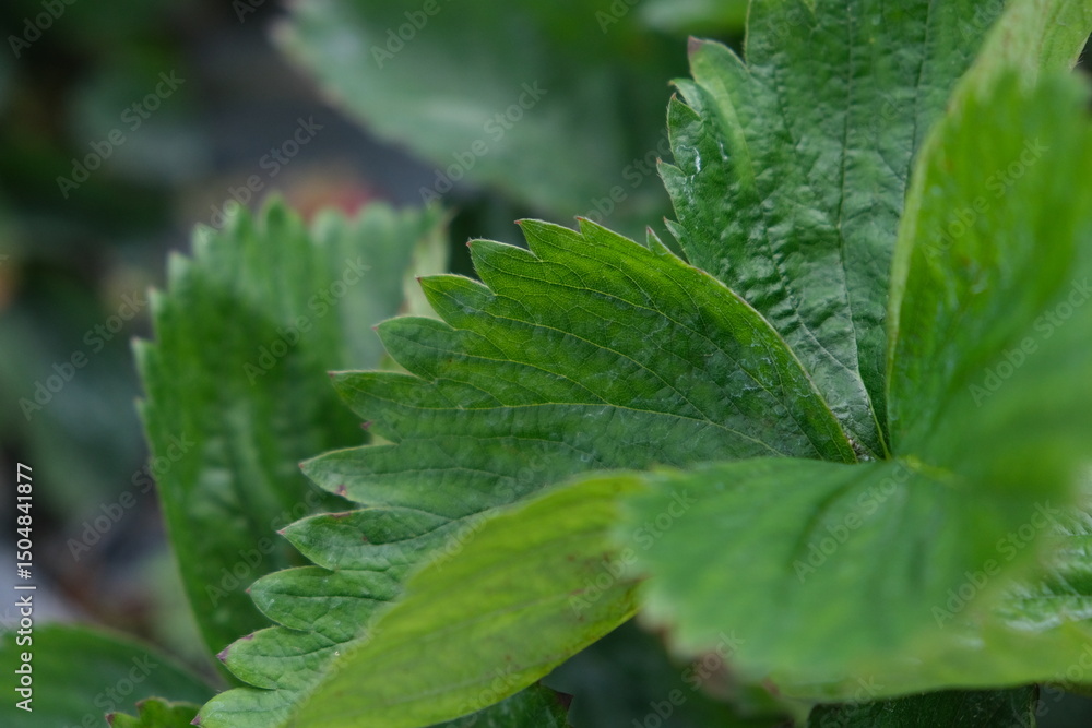 dew on the leaves dew on the leaves