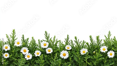 Fresh green grass border with white daisies.
