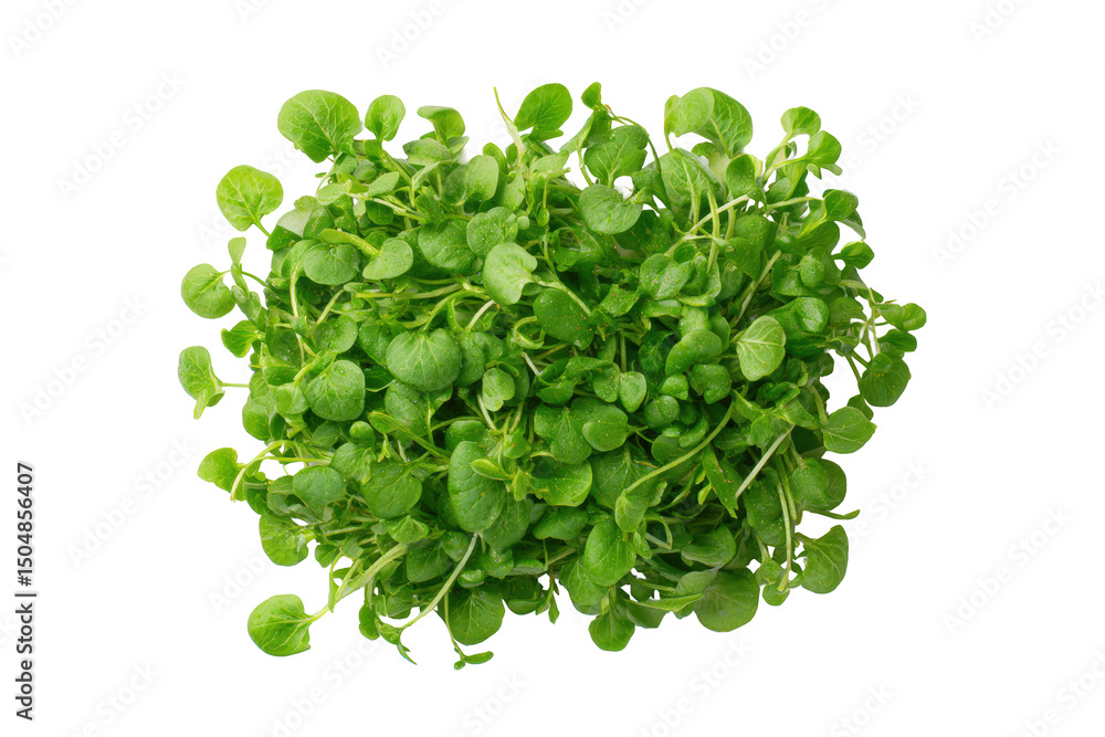 Obraz premium Watercress bunch isolated for micronutrient infographics, gourmet salad kit labels and wellness blogs