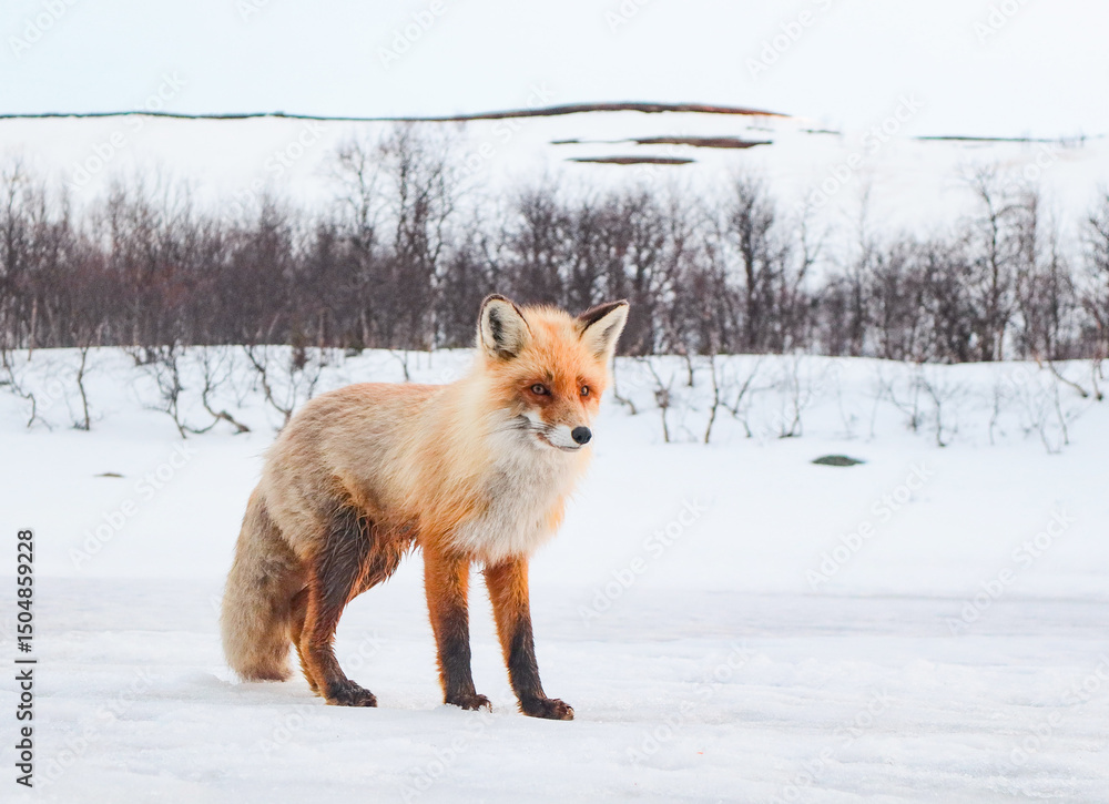 Naklejka premium red fox vulpes
