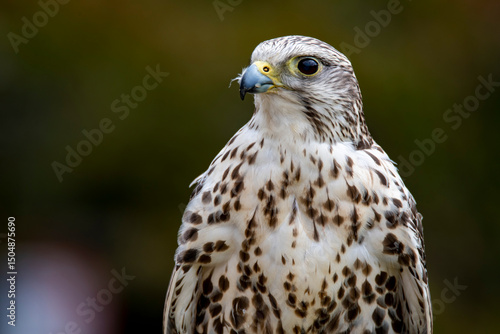 The Saker Falcon (Falco cherrug).