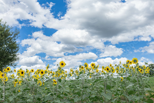 馬見丘陵公園のひまわり畑