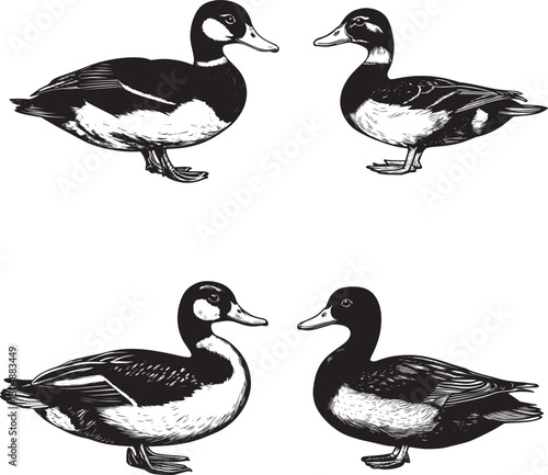 Duck SVG Bundle