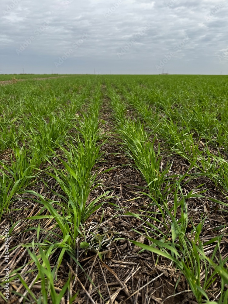 Obraz premium trigo y centeno en campo argentino. sobre rastrojo de soja y barbecho corto. 