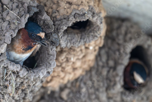 Cliff swallow looks out from its nest.