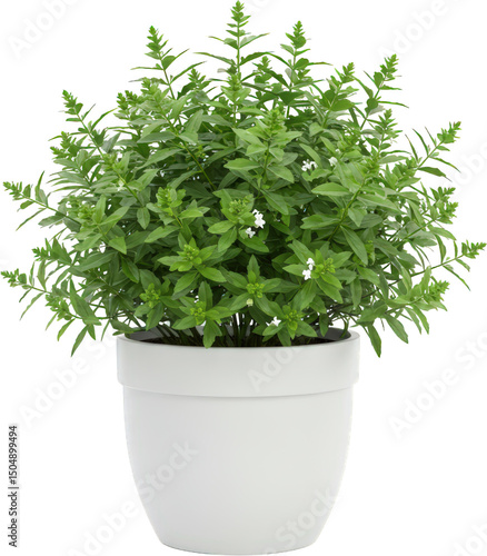 Lush Green Potted Plant with Delicate White Flowers Vibrant Foliage in White Pot