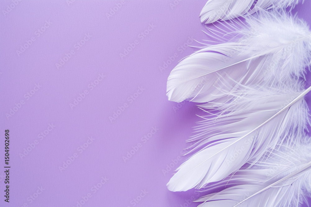Obraz premium Feathers on a purple background
