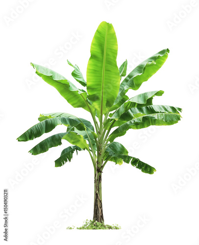 фотографія Isolated young banana tree with large bright green leaves and slender trunk agai