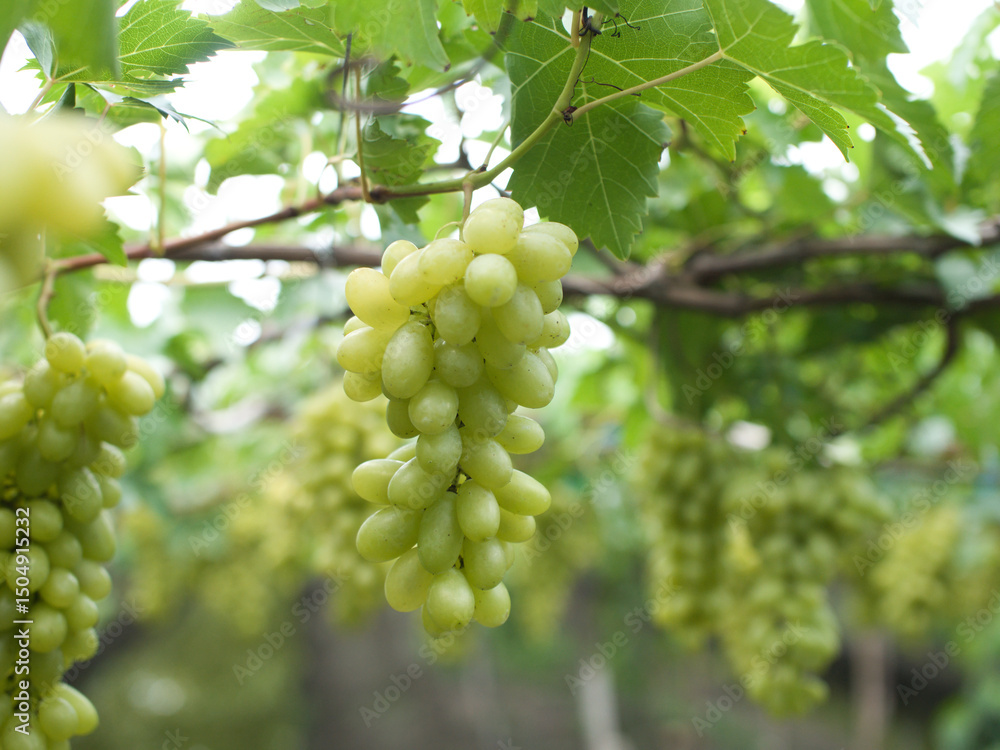 Fototapeta premium Grape varieties shine muscat from farmers' gardens