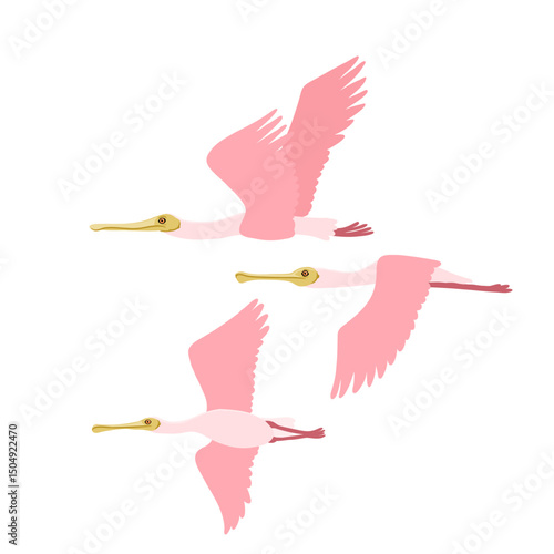 vector drawing flying birds, roseate spoonbill, hand drawn Platalea ajaja, isolated nature design element