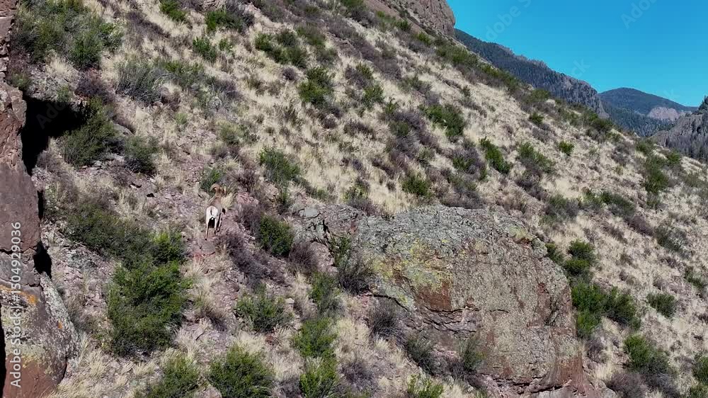 A beautiful and cinematic, 70mm zoomed-in aerial shot of a bighorn sheep, trekking up the side of a steep incline in the Rock Mountains, near the infamous town of Creede, Colorado. A beautiful and cinematic, 70mm zoomed-in aerial shot of a bighorn sheep, trekking up the side of a steep incline in the Rock Mountains, near the infamous town of Creede, Colorado.