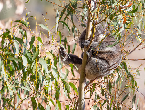 Photography Baby koala clings to eucalyptus tree branches in native Australian bushland