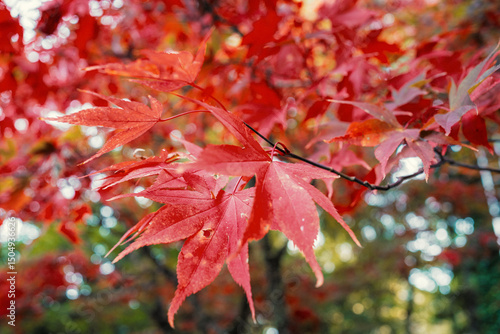 close-Up of Red Maple Leaves Autumn Vibrant Foliage with Blurred Forest Background