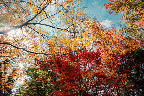 Red and yellow Maple Leaves Autumn Vibrant Foliage with blue sky Background 