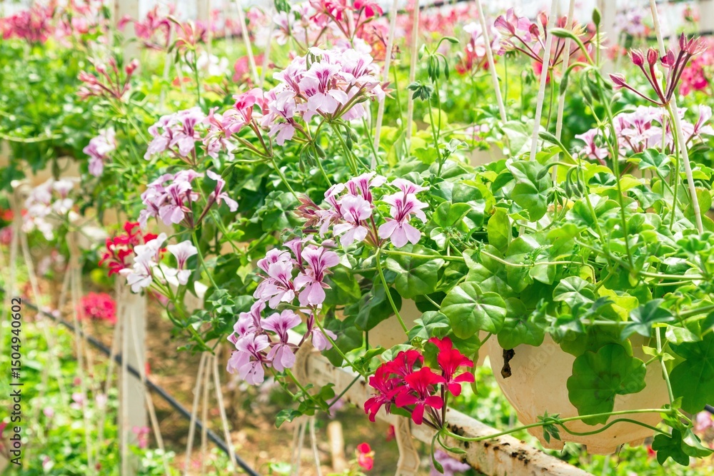 Naklejka premium Blooming Geraniums in Hanging Baskets in a Garden. A Vibrant Floral Display of Beauty and Color.