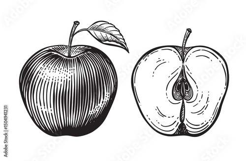 Vintage hand-drawn apple illustration in engraving style. Monochrome line art ideal for organic labels, food packaging, or retro botanical prints. Suitable for digital or print use.