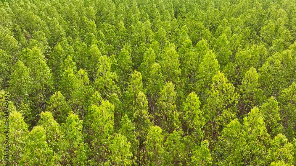 A sprawling vista of eucalyptus groves, a verdant tapestry unfurling below. Their rapid ascent forms a lush mosaic, a testament to nature's symphony of growth.
A sprawling vista of eucalyptus groves, a verdant tapestry unfurling below. Their rapid ascent forms a lush mosaic, a testament to nature's symphony of growth.