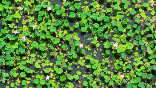 An aerial shot showcases the balance of water and plant life, with lotus flowers thriving on the surface, promoting ecological health in aquatic environments.
